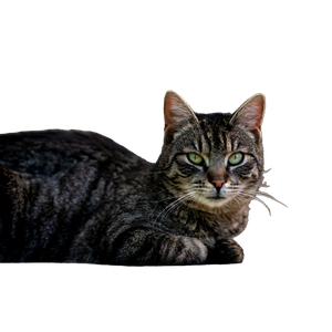 Relaxed Tabby Cat Lying On A Wooden Surface With A Calm Gaze. 17105 - Cat PNG image with transparent background